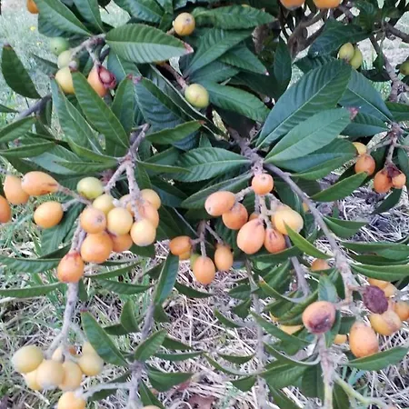 Guest house Agrialma