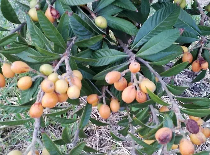 Vendégház Agrialma