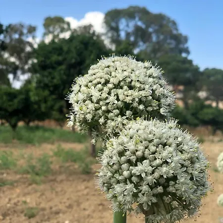 Agrialma Maison d'hôtes